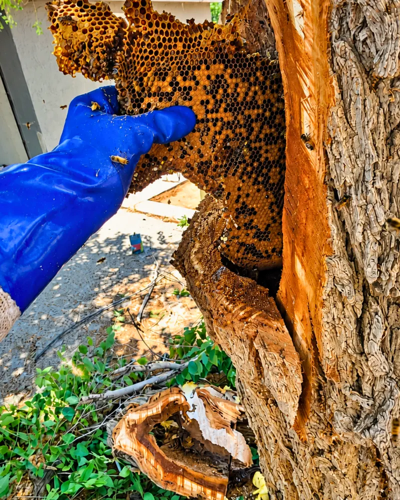 Removing a honey bee colony from inside a hollow tree in Apple Valley