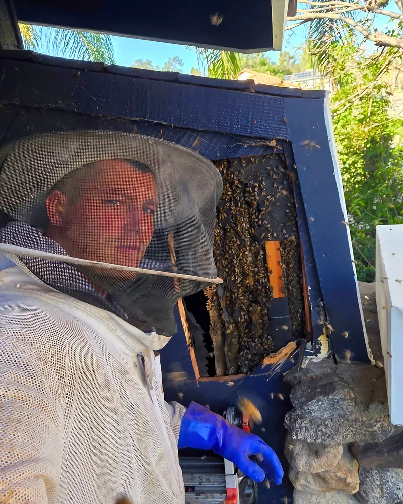 Eli the Bee Guy in his beekeeper suit next to an open eave with a honey bee hive in Rancho Cucamonga