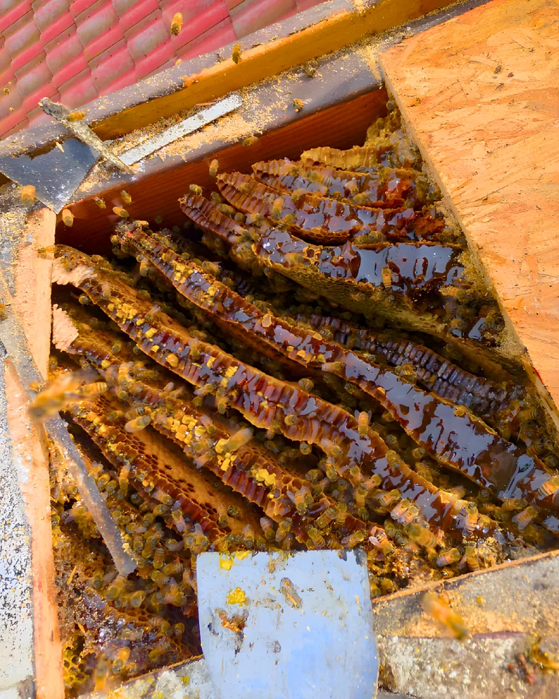 Rows of honeycomb exposed under roof tiles during a bee hive removal in Claremont