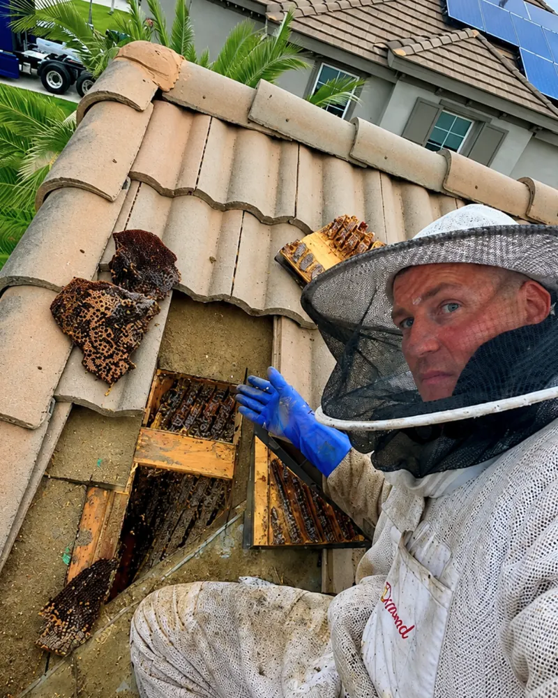 Eli the Bee Guy in his beekeeper suit removing a hive from a tile roof in Fontana