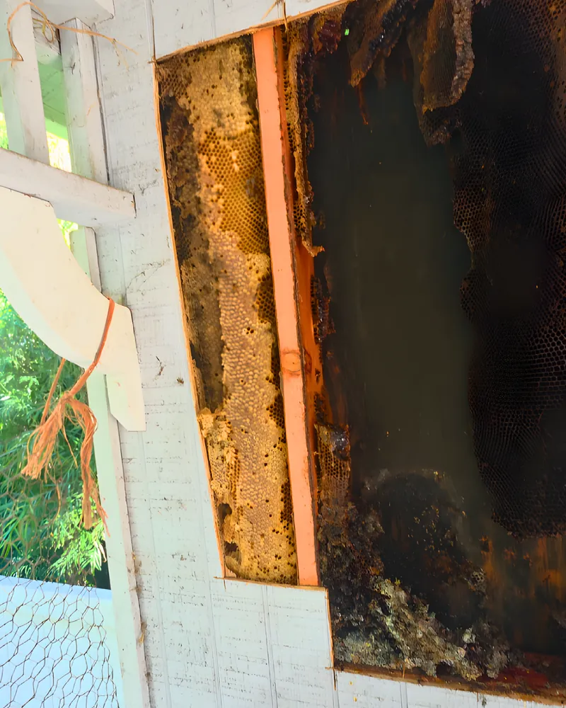 An opened house wall showing a full honey bee hive before removal in Chino Hills