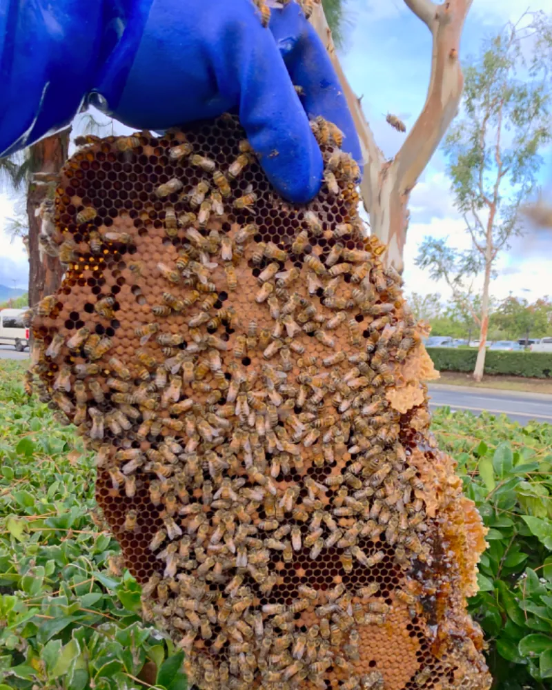 Eli holding a comb covered in live honey bees at Victoria Gardens, Rancho Cucamonga
