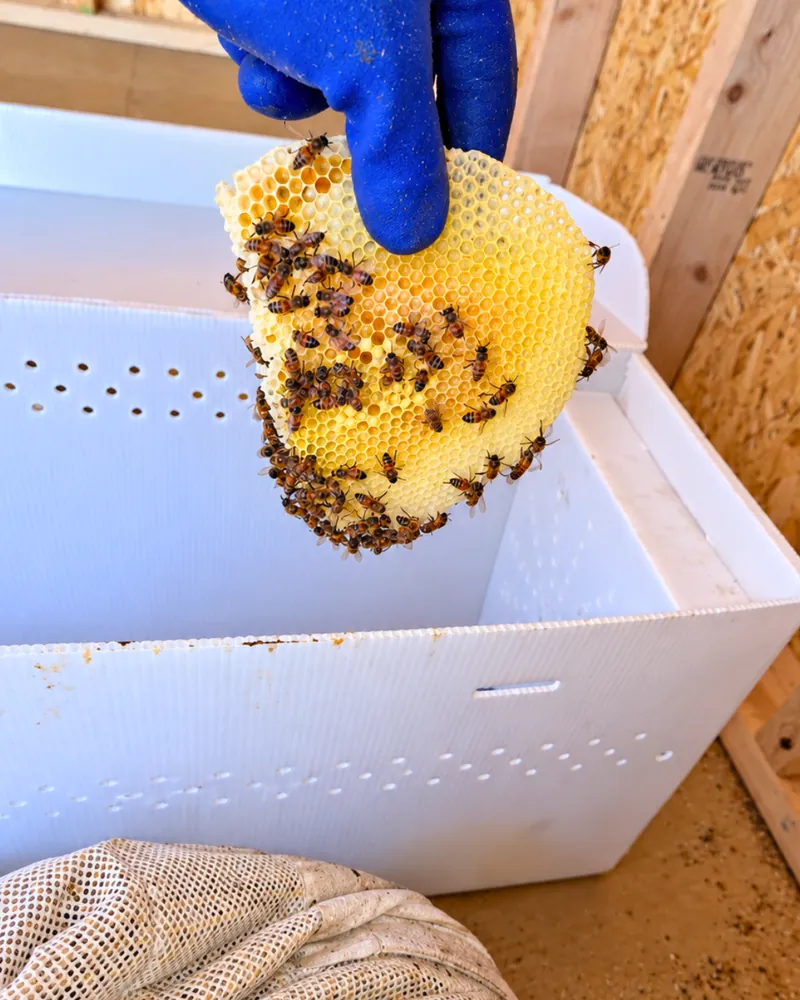Honeycomb with live bees being placed into a relocation box in Eastvale