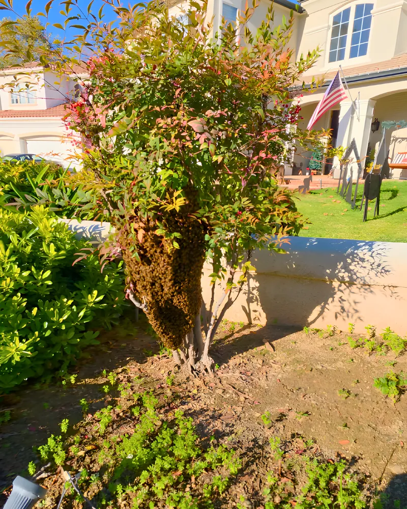 A honey bee swarm resting in a front-yard shrub in La Verne
