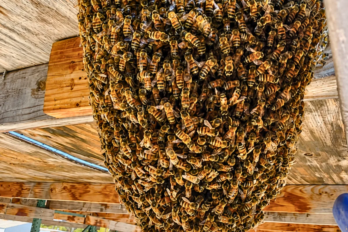 A large, exposed honey bee colony hanging under a structure in Chino Hills