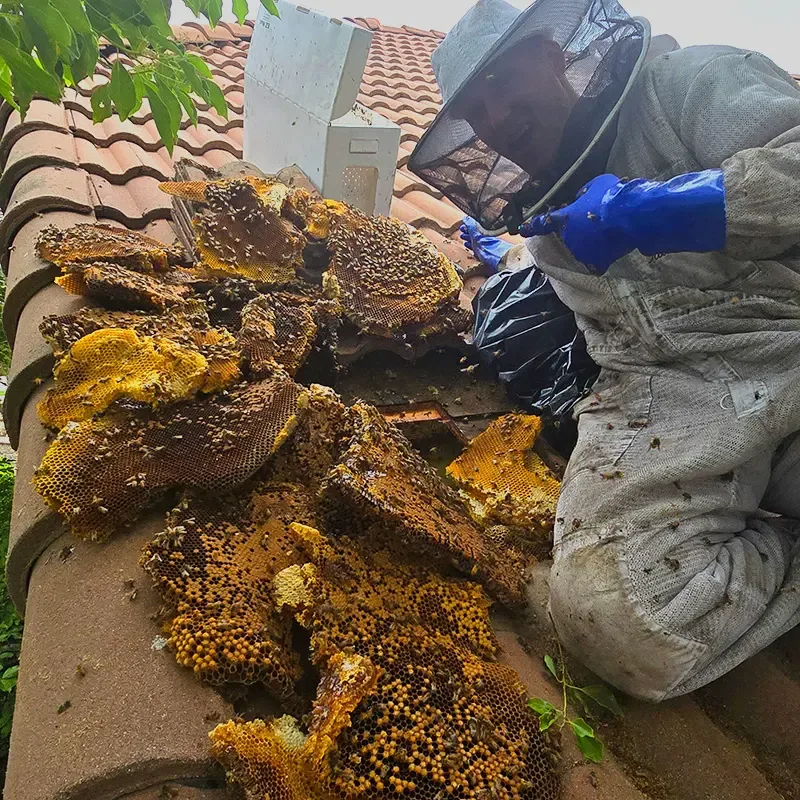 Beekeeper for Bee Removal: Who Actually Removes a Hive?