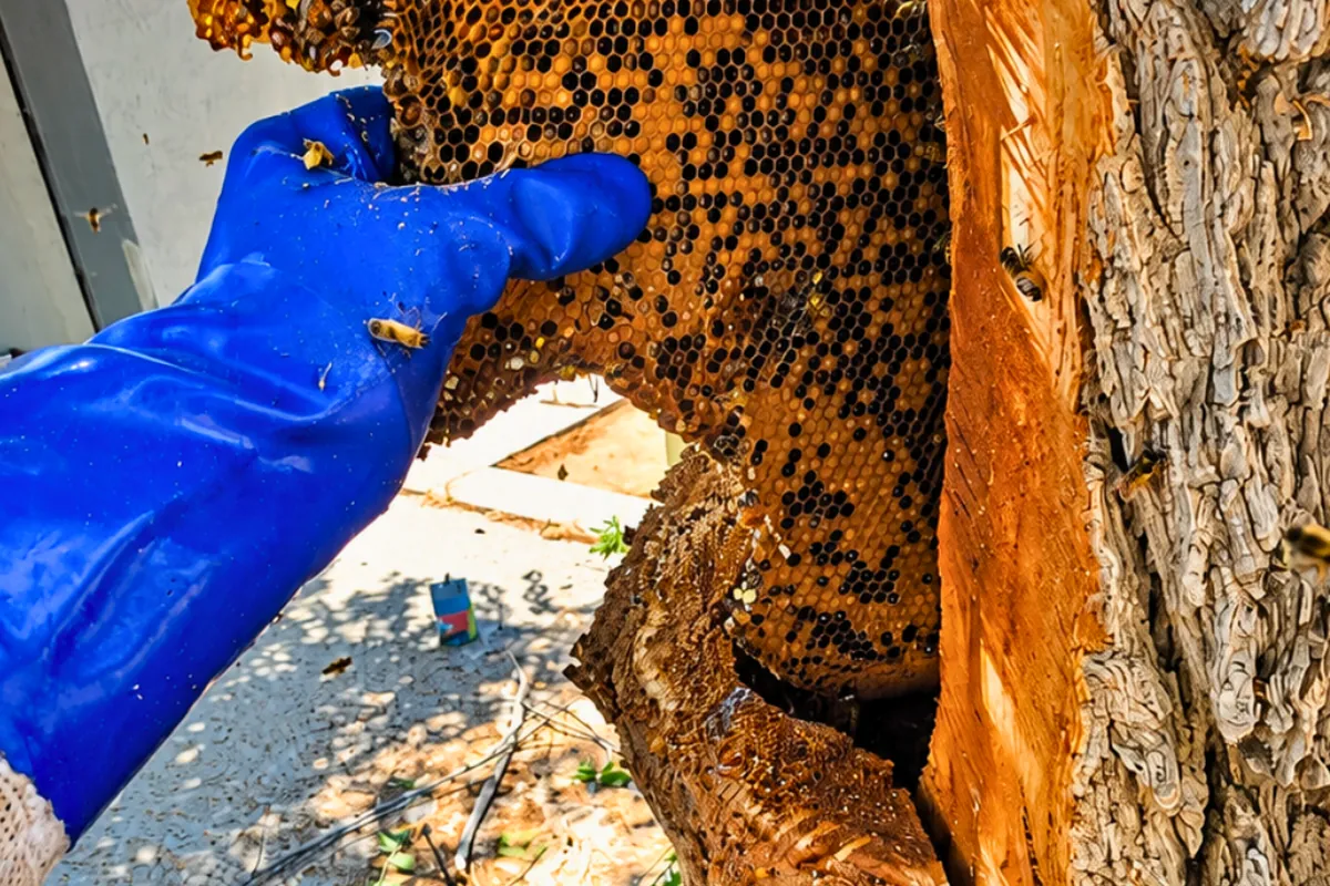 Carpenter Bees in California: Signs, Damage and Humane Fixes