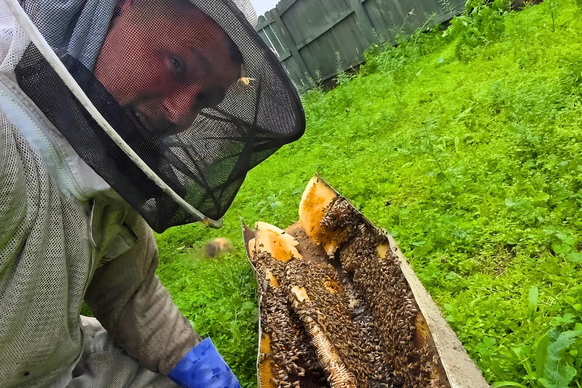 Ground Bees in Your Yard? What to Do in Southern California