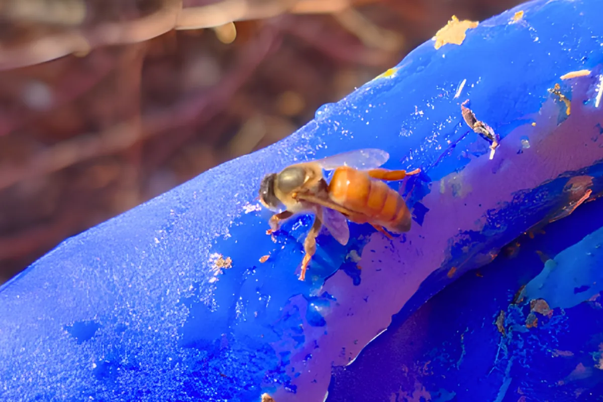 Close-up of a honey bee on a beekeeper's glove in Rancho Cucamonga