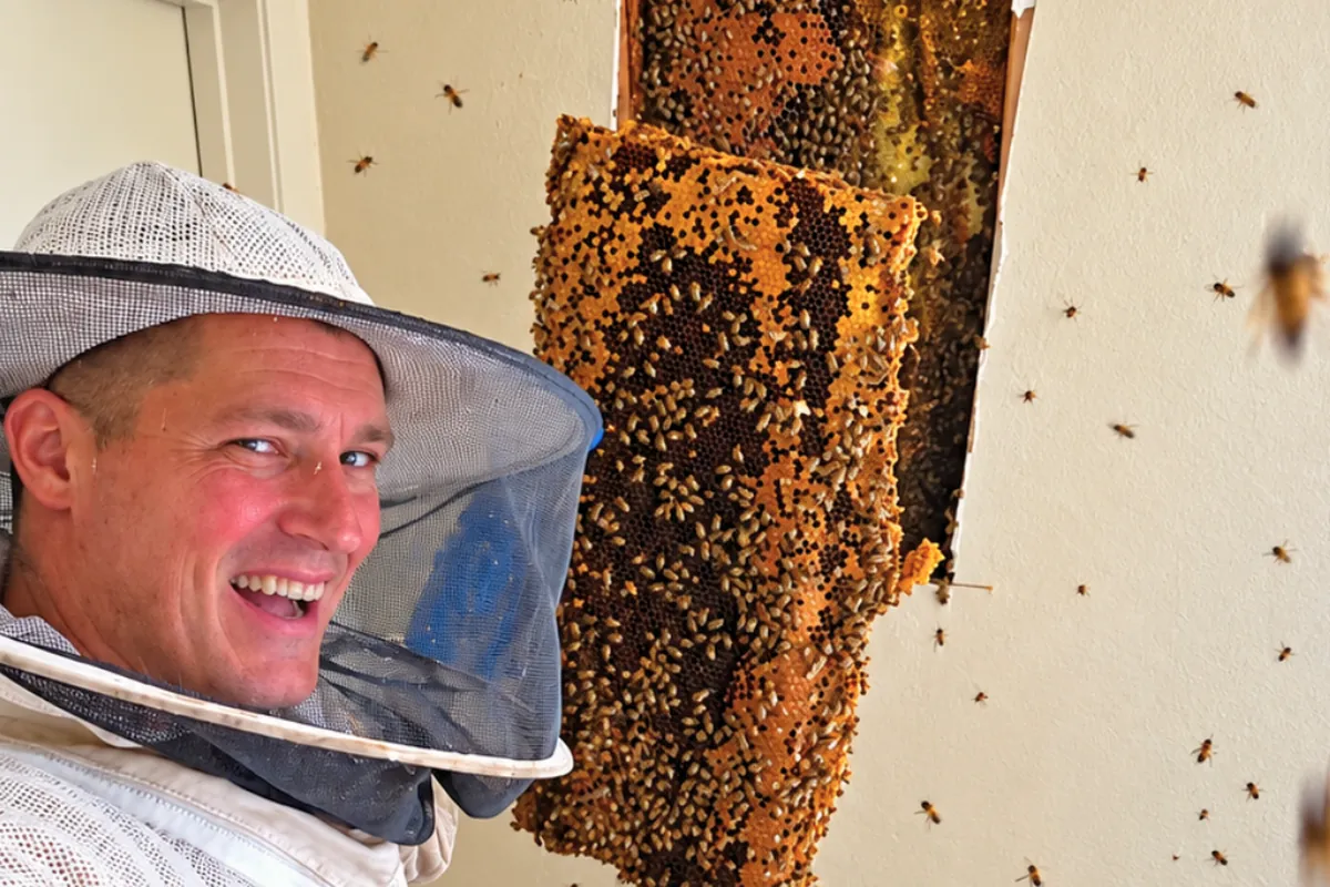 Eli the Bee Guy removing a full honeycomb from inside a house wall in Ontario
