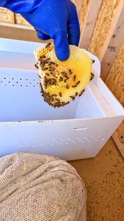 Live bee removal by Eli the Bee Guy