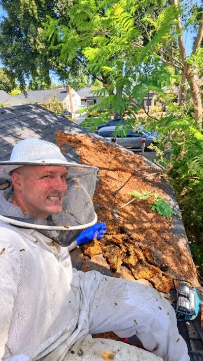 Honeycomb removed from a home