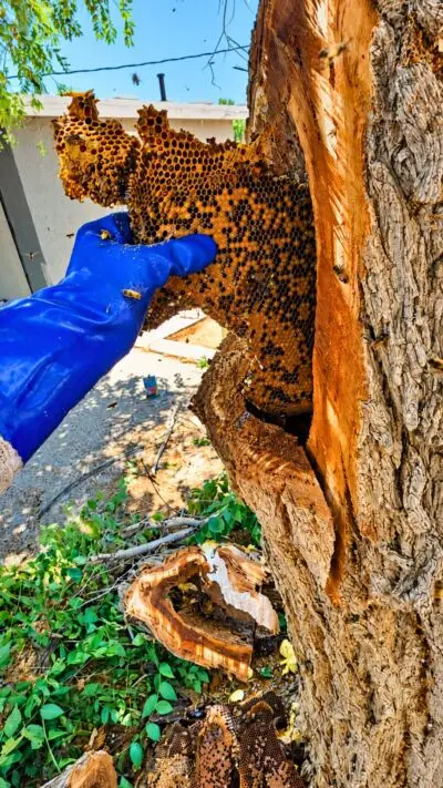Eli relocating a honey bee colony