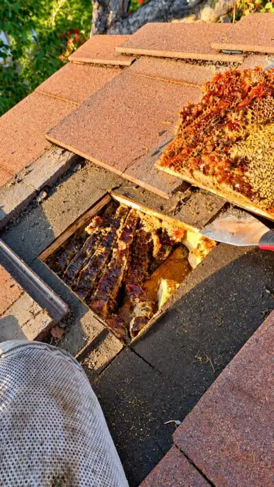 Bee hive found inside a structure