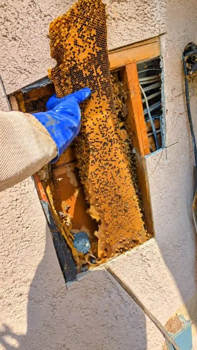 Rescued bees heading to a new apiary