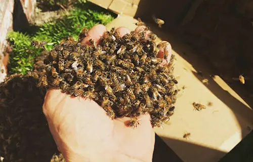Eco friendly bee removal 1