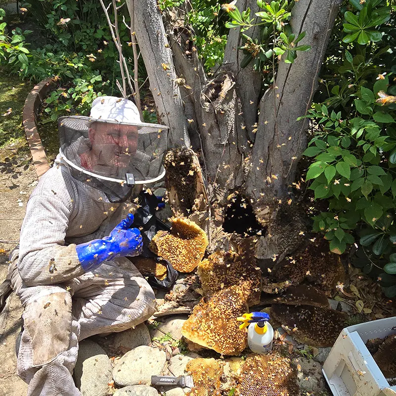 Eli the Bee Guy relocating a honey bee hive from a tree