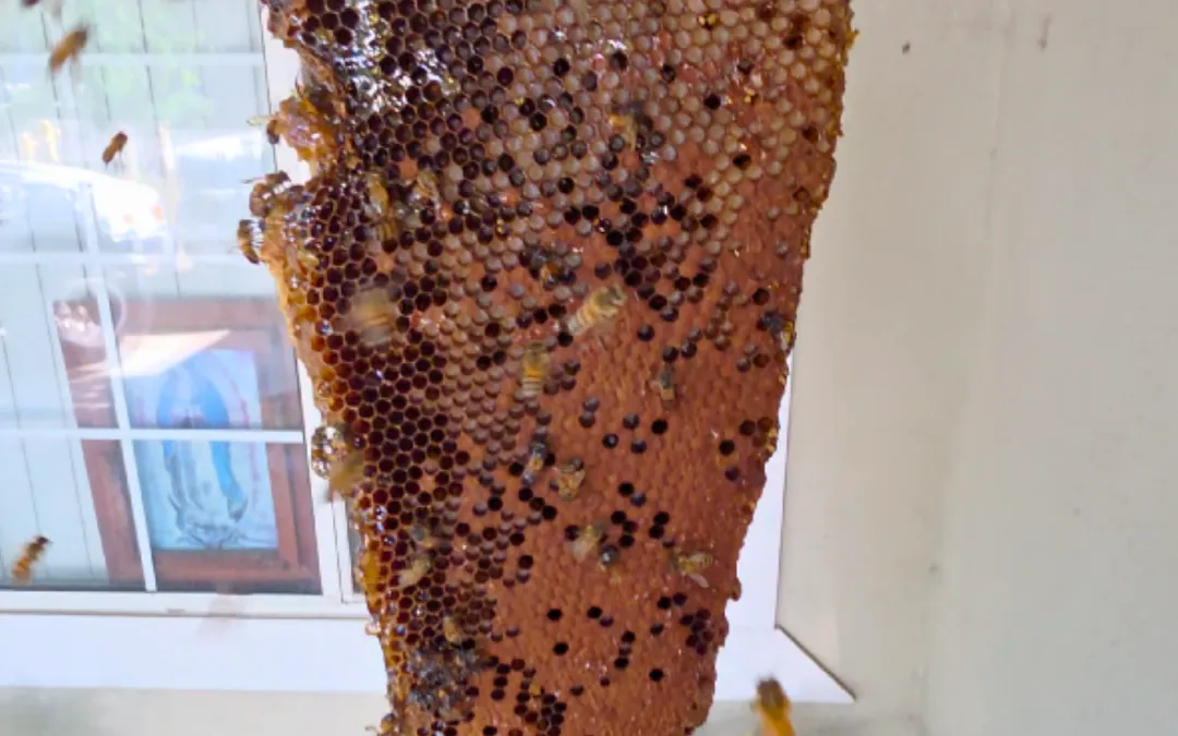 A large honeycomb removed from beside a front porch — Eli the Bee Guy
