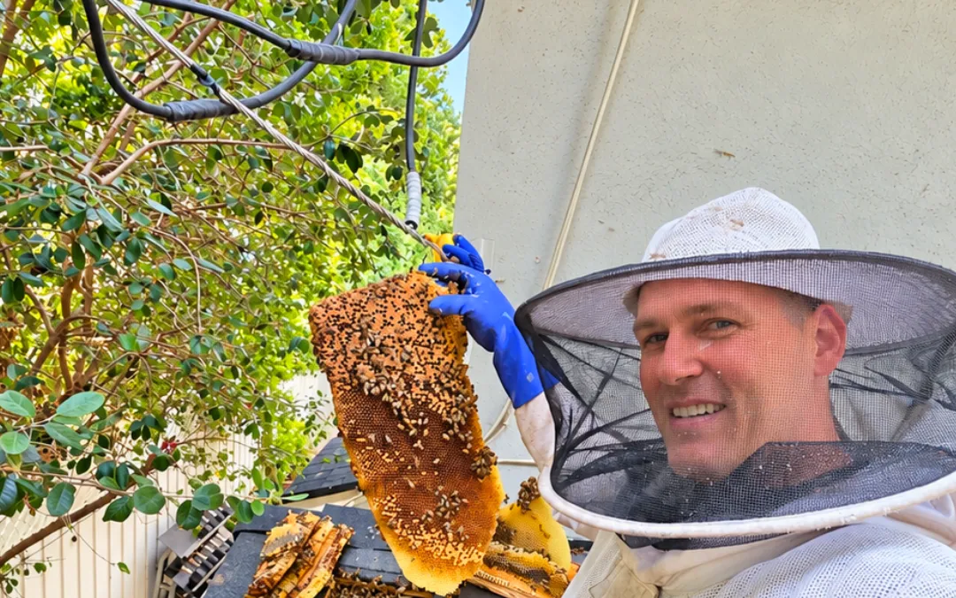 How Much Does Bee Removal Cost in Southern California?