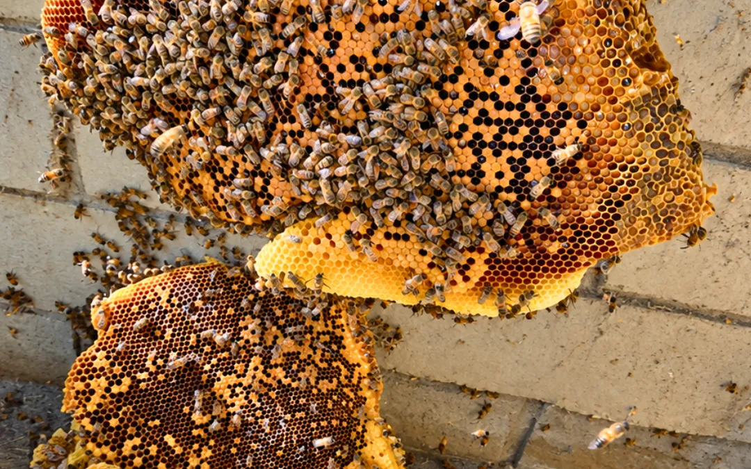 Honey and brood comb removed from a block wall in Placentia — Eli the Bee Guy