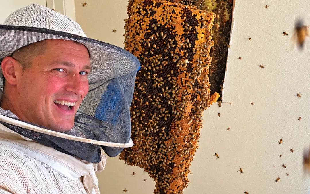 Why Choose Eli the Bee Guy as Your Bee Removal Professional