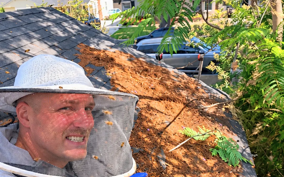 Eli on a roof with honeycomb he removed in Whittier