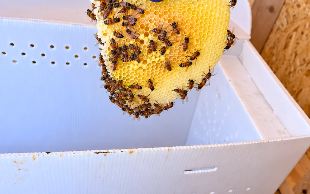 Honeycomb going into a white relocation box in Eastvale — Eli the Bee Guy