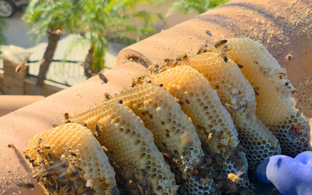 Rows of honeycomb exposed under roof tiles in Ontario — Eli the Bee Guy