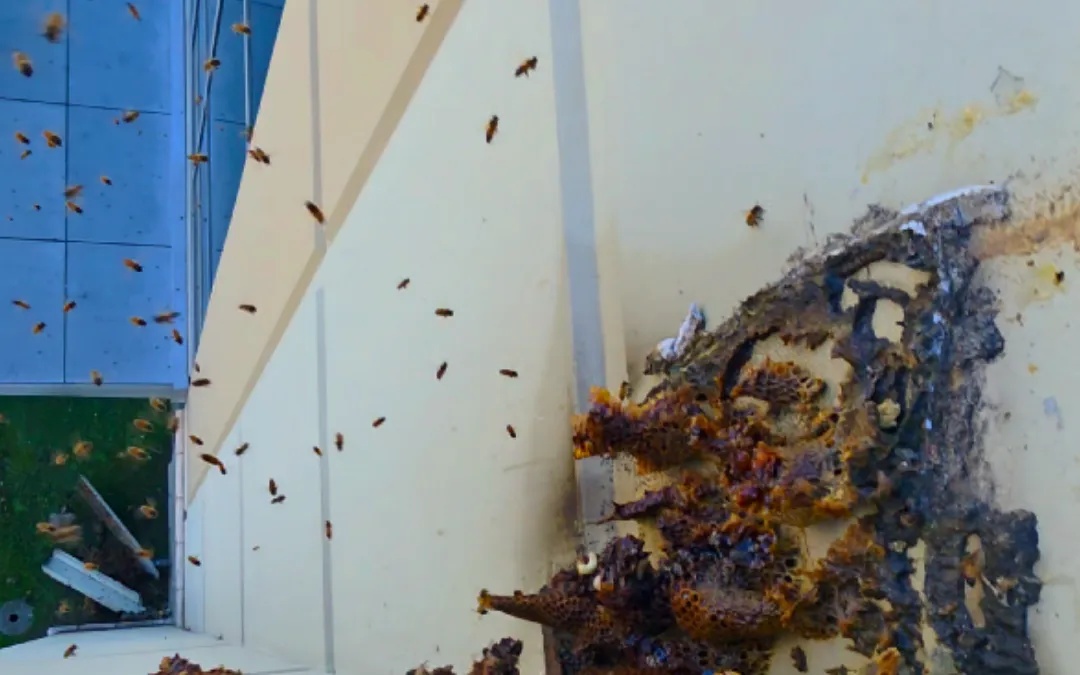 How to Spot Early Signs of a Hidden Hive