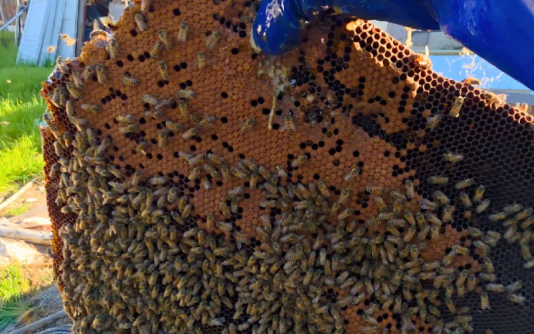 Brood comb removed from a backyard wall in Ontario — Eli the Bee Guy