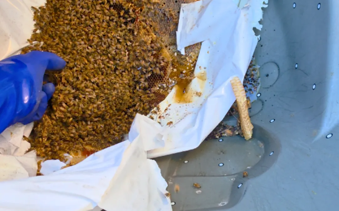 Comb transferred into a bee box in Chino Hills — Eli the Bee Guy