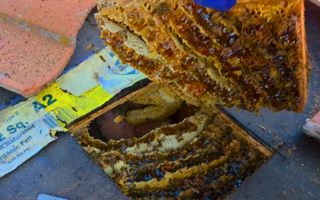 Honeycomb pulled from under roof tiles in Rancho Cucamonga — Eli the Bee Guy