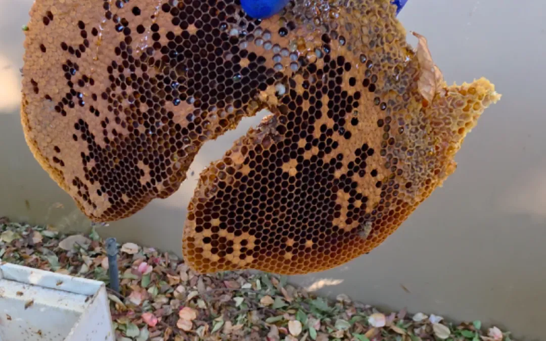 Honeycomb removed at a commercial plant in CocaCola Factory — Eli the Bee Guy