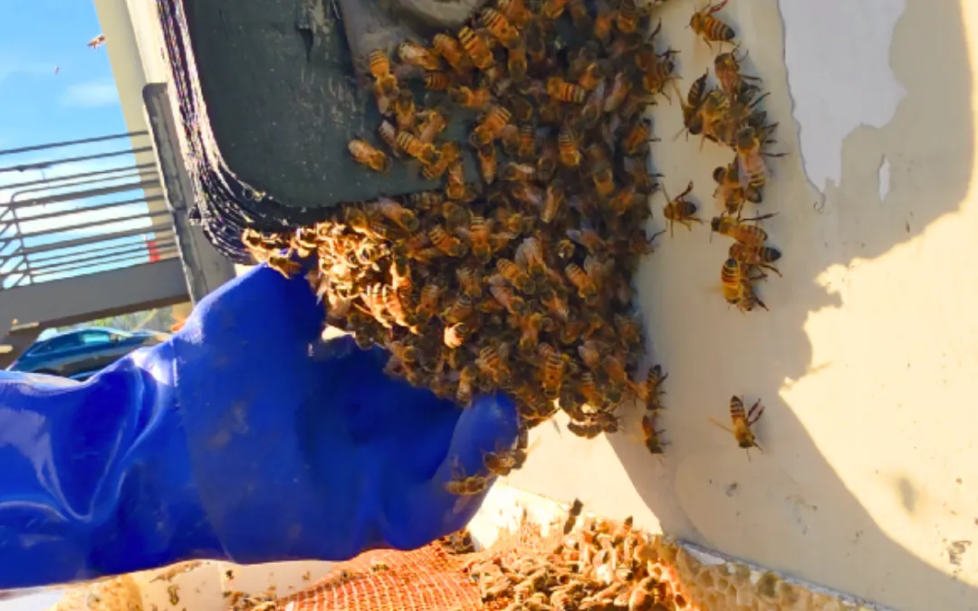 Find Bee Nest Entry Points Without Guesswork