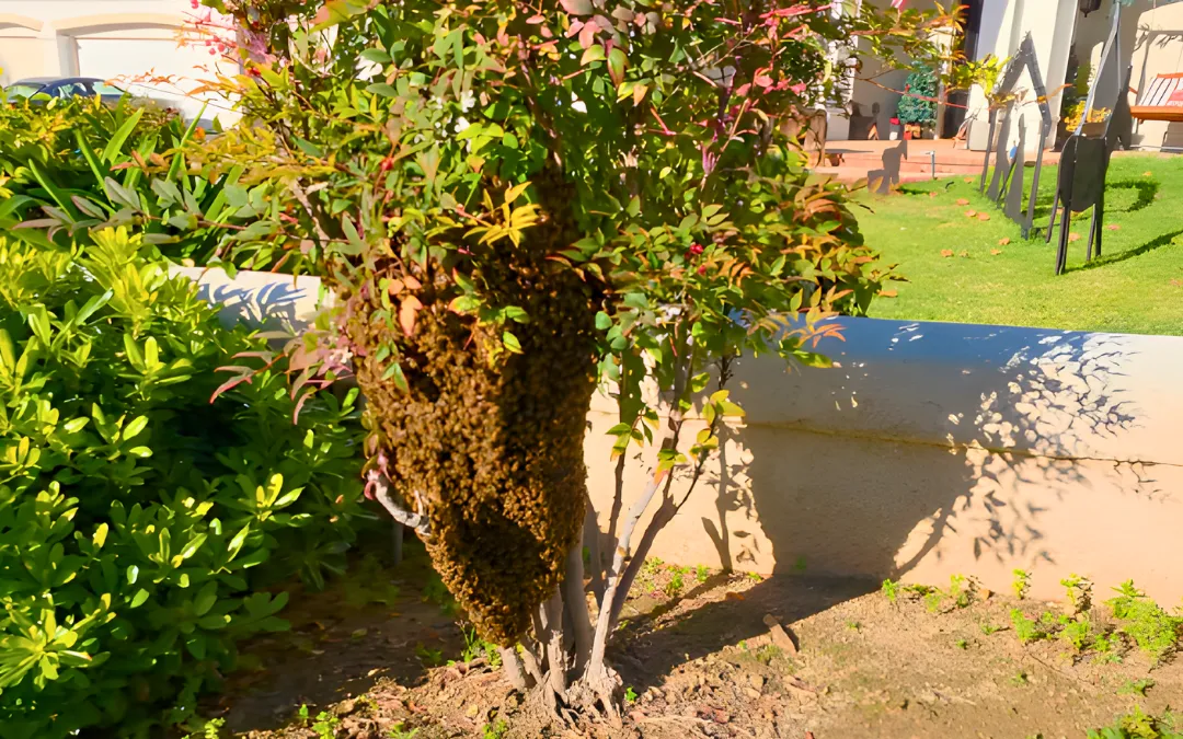A front-yard shrub where honey bees settled in La Verne — Eli the Bee Guy