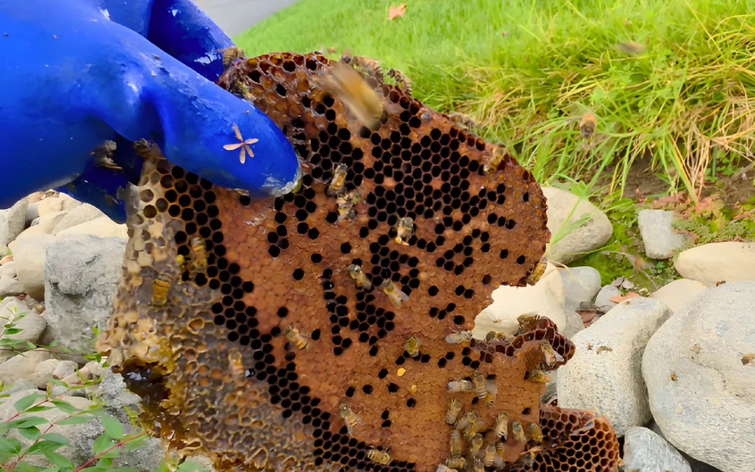 What Happens to the Bees After a Proper Live Removal