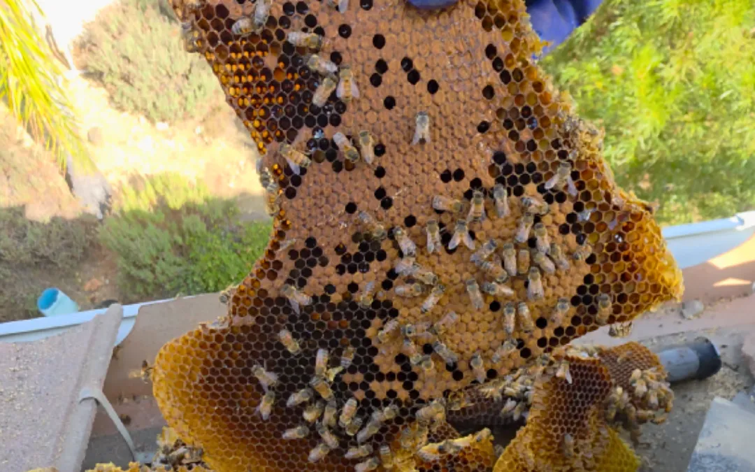 Natural Bee Behavior: What Your Property Tells Us