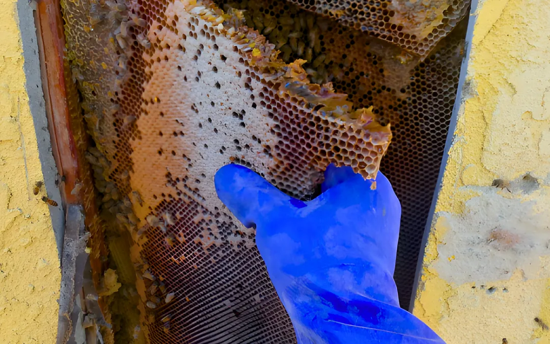 Bee Removal Laws in California Explained