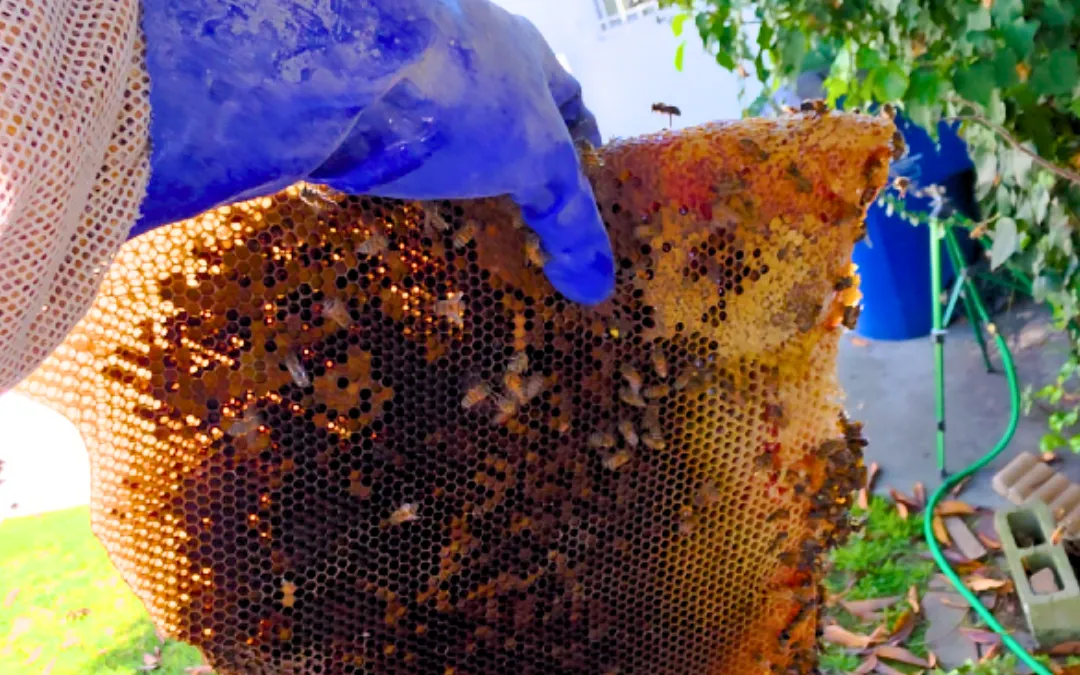 Brood comb held up in a backyard in West Los Angeles — Eli the Bee Guy