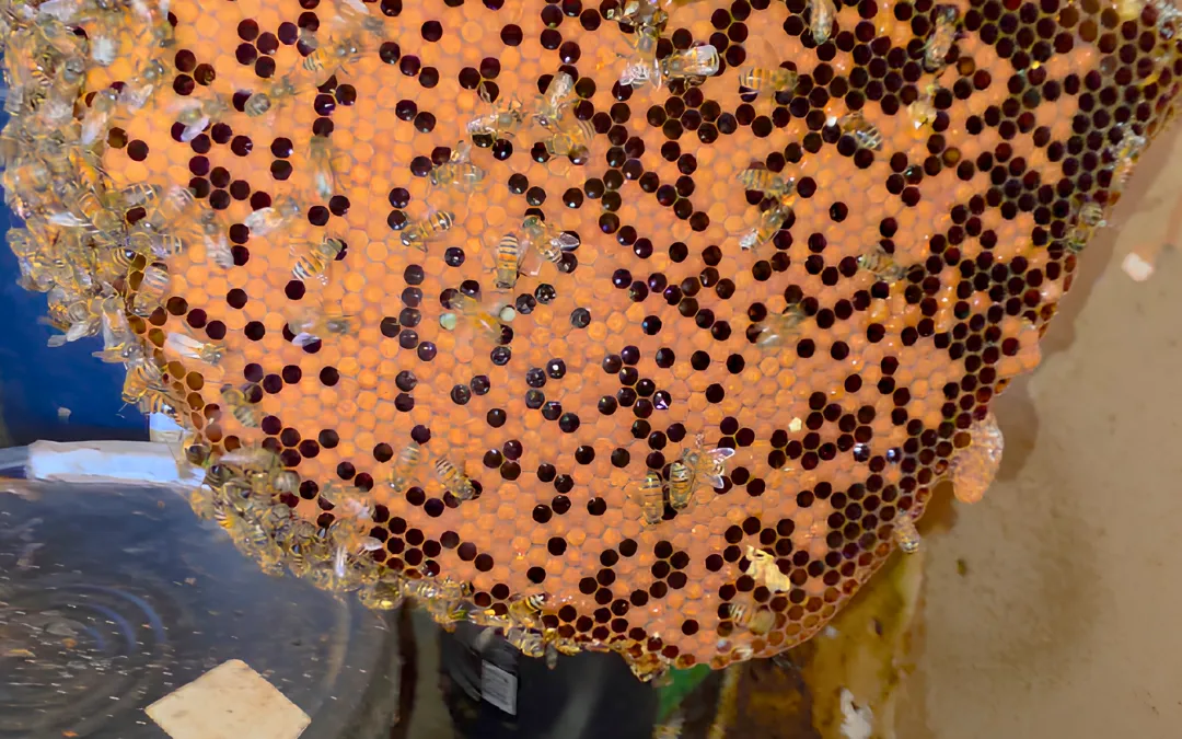 Brood comb held up close after removal in Ontario — Eli the Bee Guy