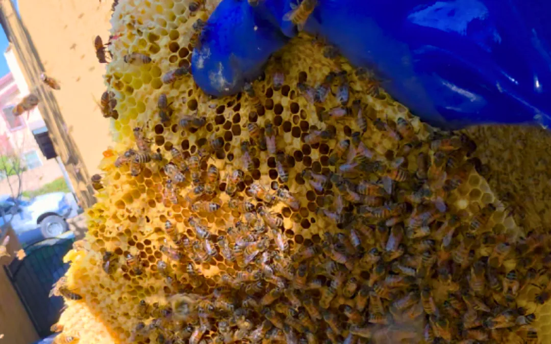 Comb covered in bees removed from a wall in Orange — Eli the Bee Guy
