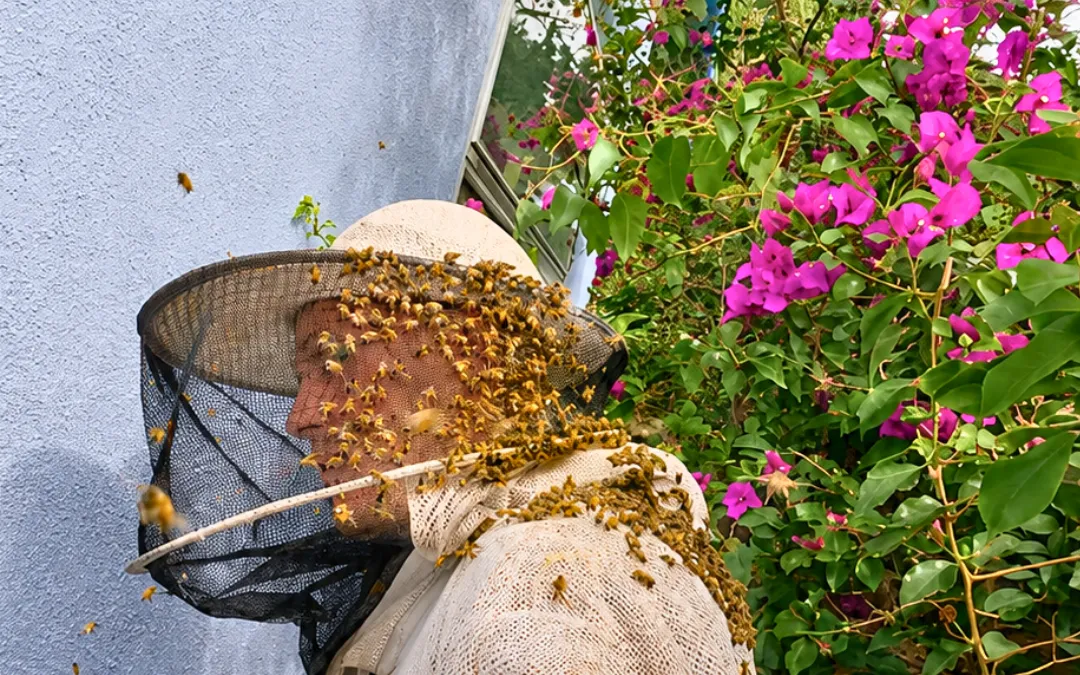 Wasp removal or Do It Yourself