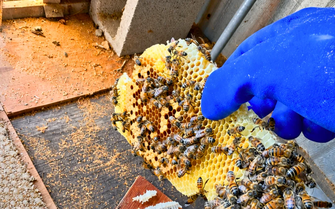Comb removed from a block wall in Ontario — Eli the Bee Guy