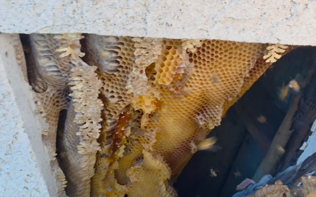 A hive exposed inside a stucco wall in Diamond Bar — Eli the Bee Guy
