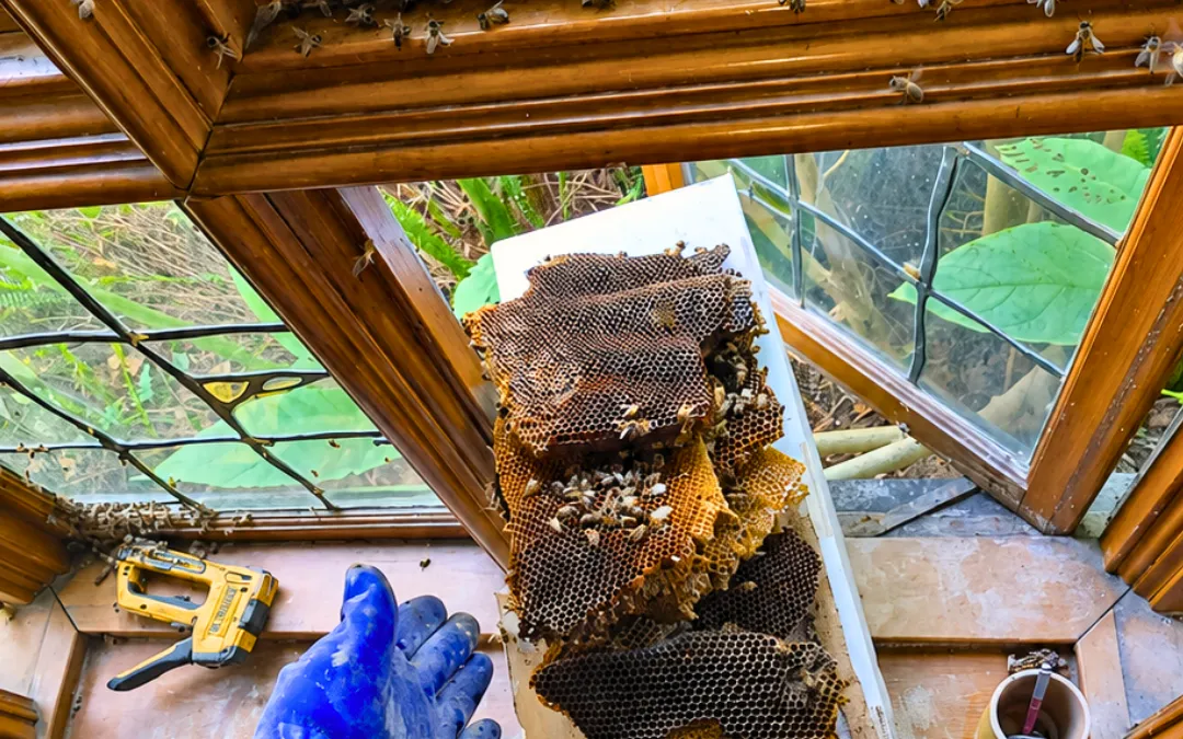 Bees at a window frame during a removal in Glendale — Eli the Bee Guy