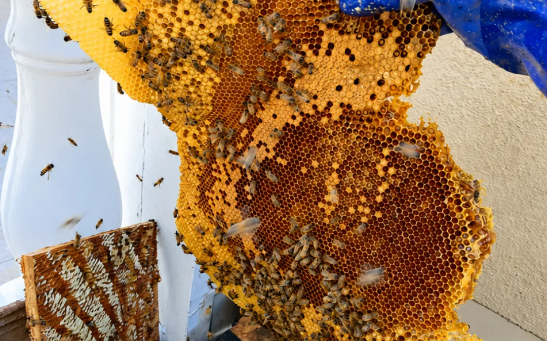 Why are honeybees important?