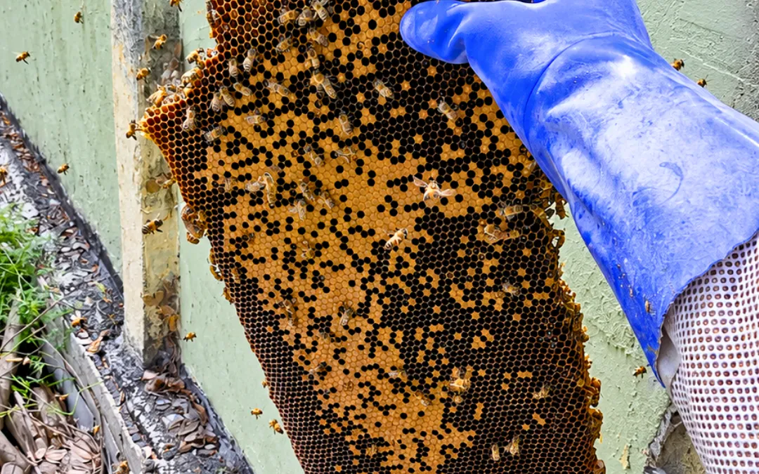 A comb pulled from a wall in Los Angeles in Los Angeles — Eli the Bee Guy