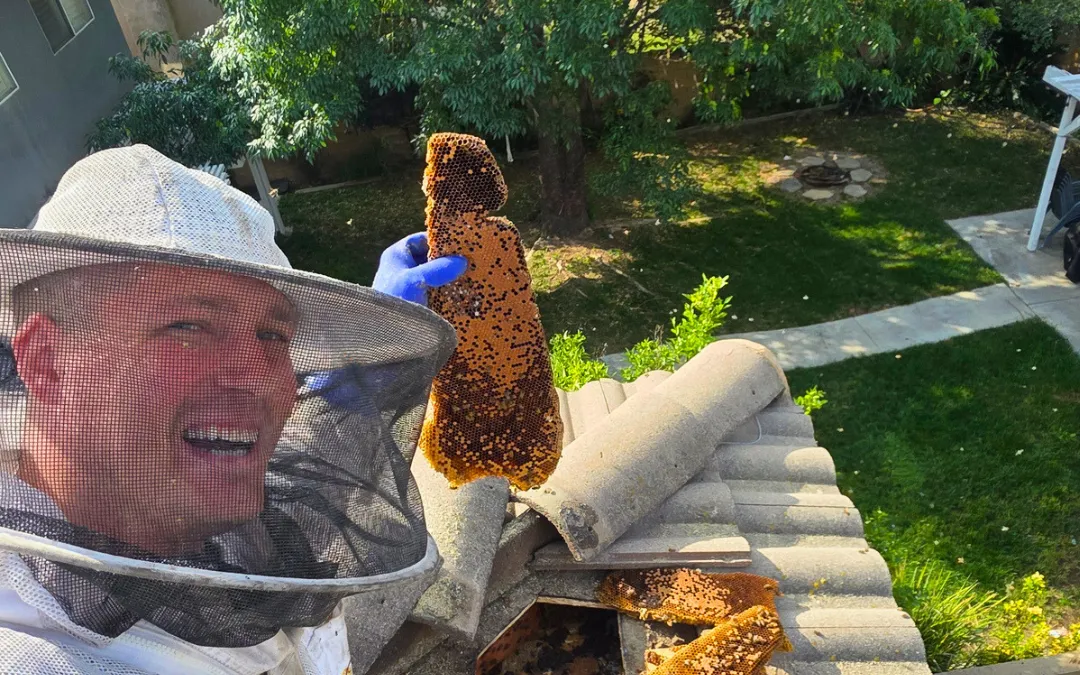 Eli smiling after removing a hive in Fontana