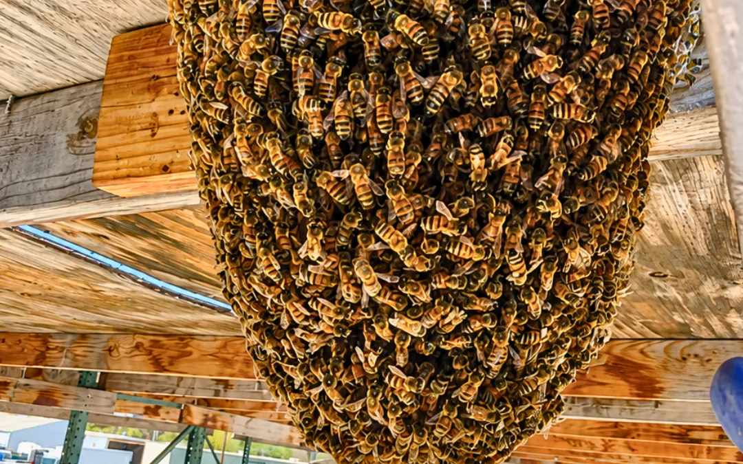 A massive exposed colony hanging under an overhang in Chino Hills — Eli the Bee Guy