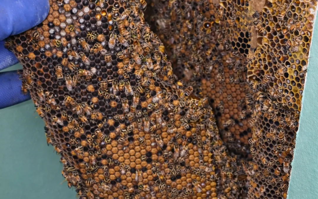 A wall cavity packed with honeycomb in Claremont — Eli the Bee Guy